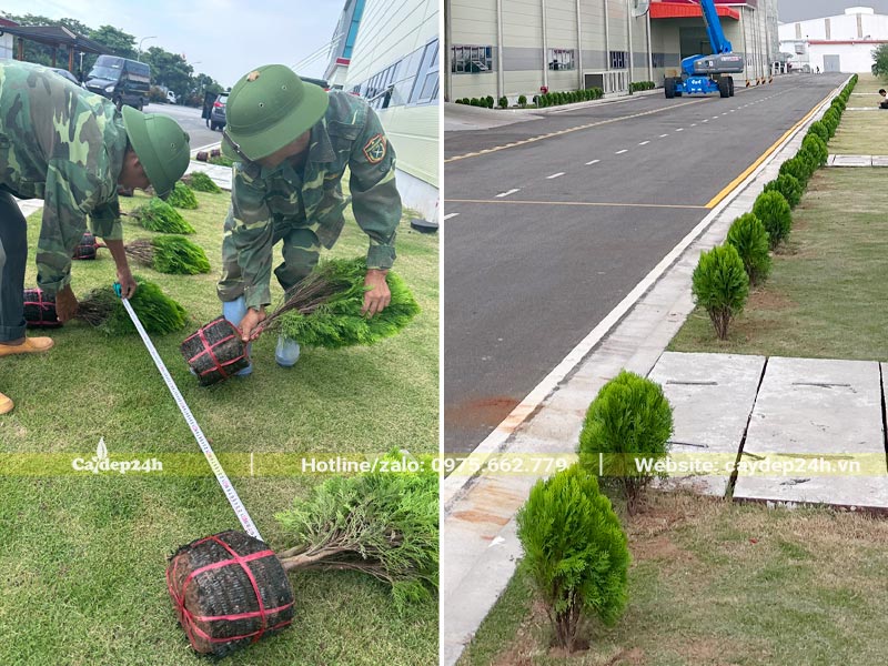 Công nhân đang đo khoảng cách để dải cây đúng vị trí trồng