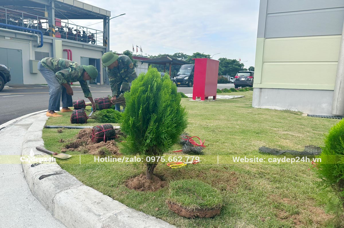 Công nhân đào hố đến đâu trồng cây luôn tới đó