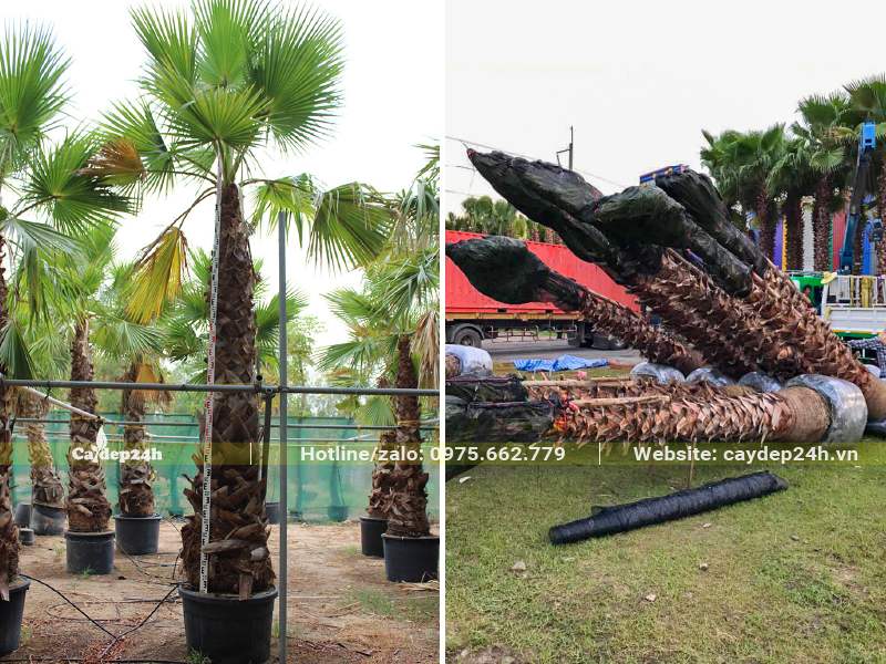 Tập kết số lượng lớn cây Cọ Mỹ cao lớn để trồng cho nhà máy