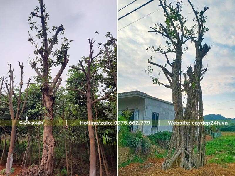 Dưỡng ủ cây Sộp cao 5 - 7m, đã tỉa hết tay cành