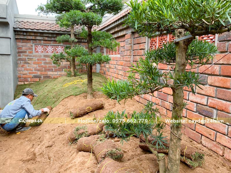 Công nhân đang trồng, ghép từng miếng cỏ Nhung Nhật cho tiểu cảnh sân vườn biệt thự