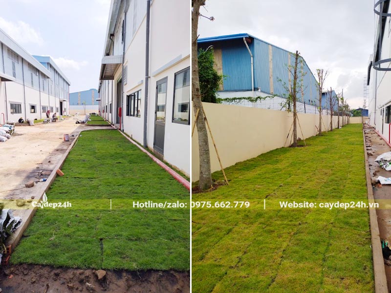 Nhà vườn đang thi công trồng cỏ cho khuôn viên nhà máy với diện tích khoảng 500m2