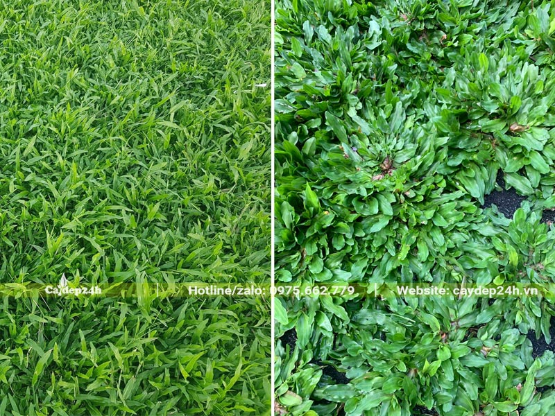 Thảm cỏ Lá Gừng tươi tốt, sức sống bền bỉ