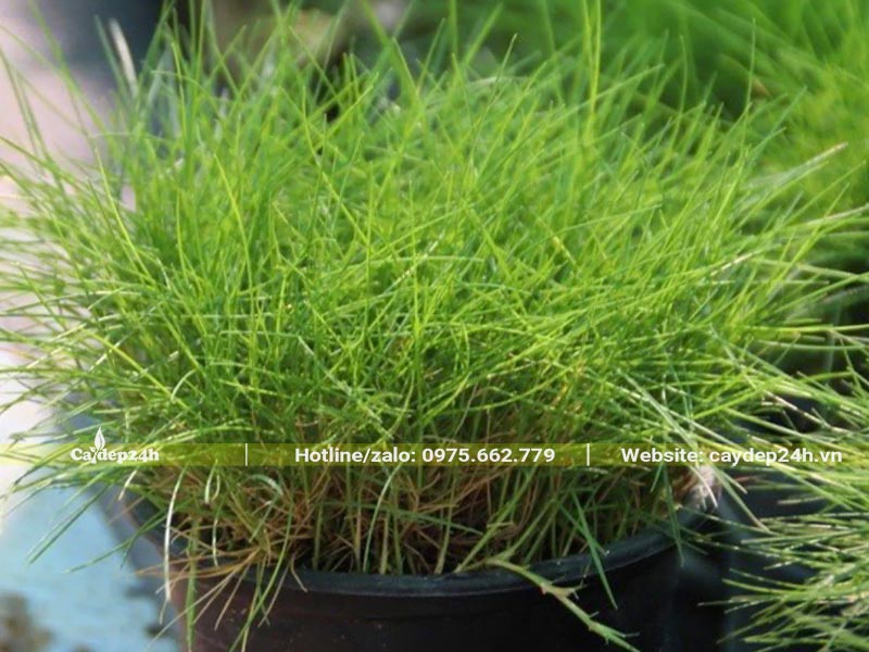 Chậu cỏ lông heo với những chiếc lá nhỏ xíu hình kim