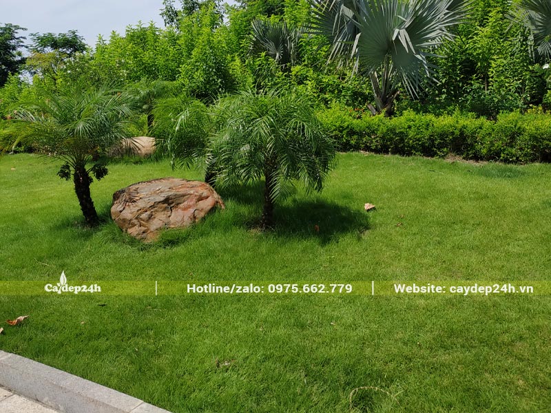 Thảm cỏ xanh mướt trồng trong sân vườn khu sinh thái
