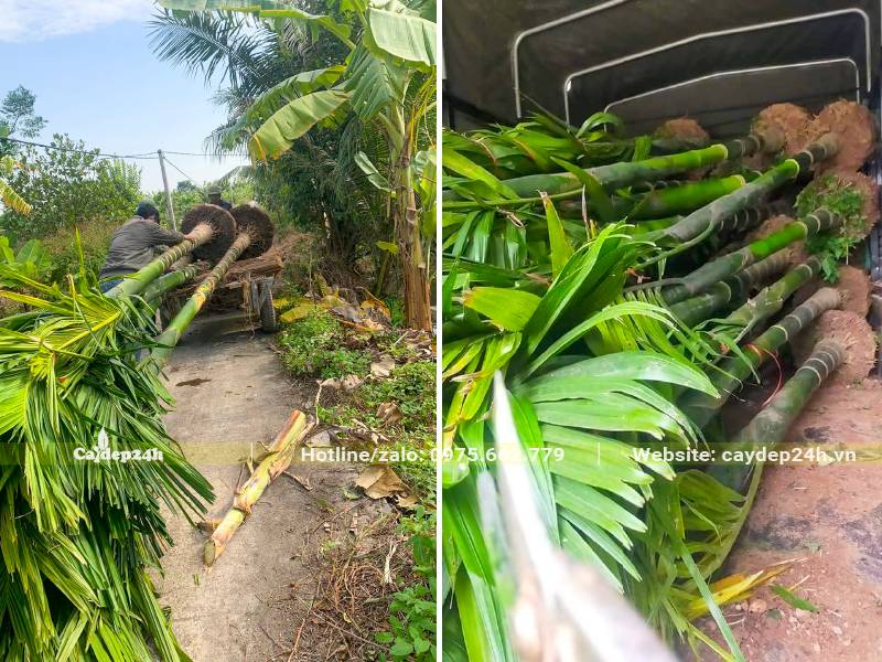 Xếp cây Cau Ta trưởng thành, cây mới lớn lên thùng xe tải