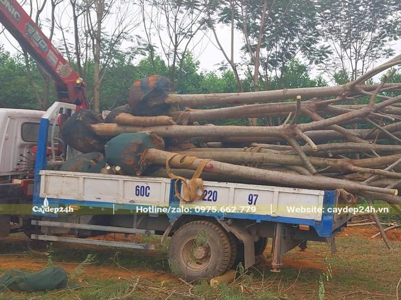 Dùng xe có cần cẩu để di chuyển cây Phượng Vàng từ nhà vườn ra xe vận chuyển chính
