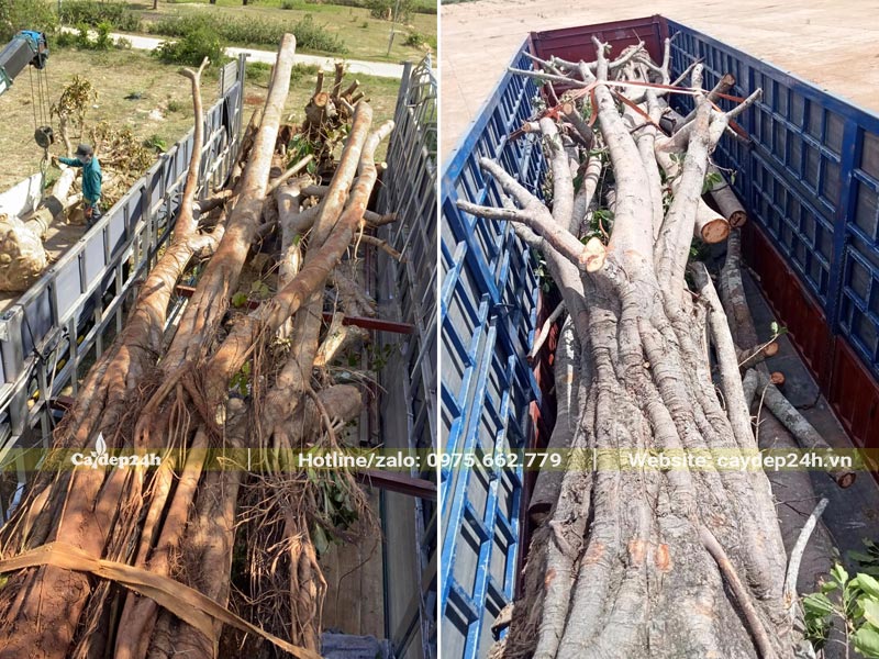 Xếp cây Sộp cổ thụ lên thùng xe, toàn bộ tay cành đã được tỉa hết