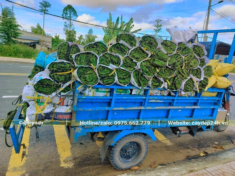 Bán cả trăm mét vuông cỏ Nhung Nhật và chuyển đến tận công trình