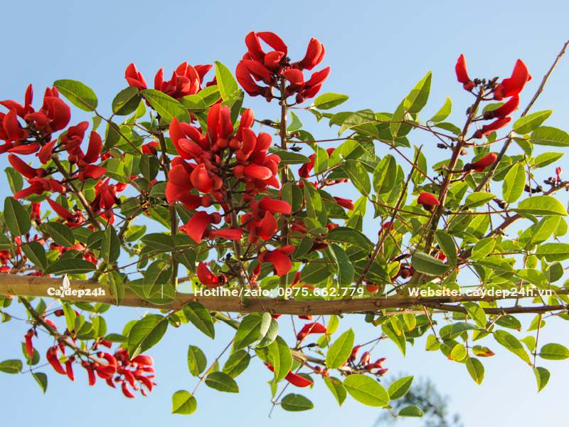 Cành hoa osaka đỏ nở rộ