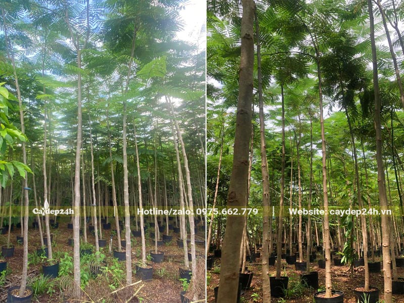 Vườn dưỡng cây Phượng Vàng trong bầu, thân cây thẳng đẹp, đk khoảng 5 - 7cm (đo cách gốc 1m)