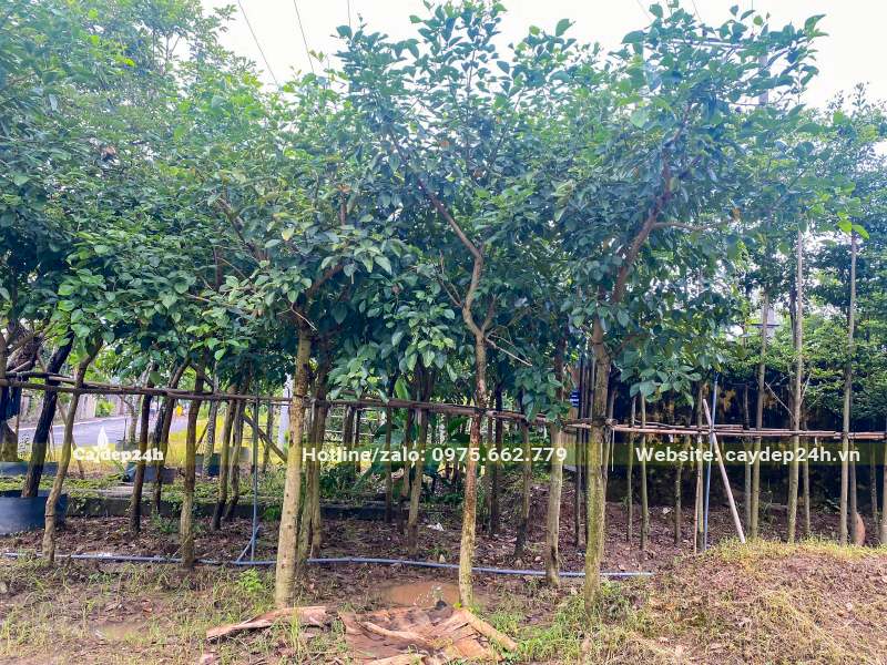 Vườn dâm ủ số lượng lớn cây Osaka công trình thoát thân khoảng 3 - 4m