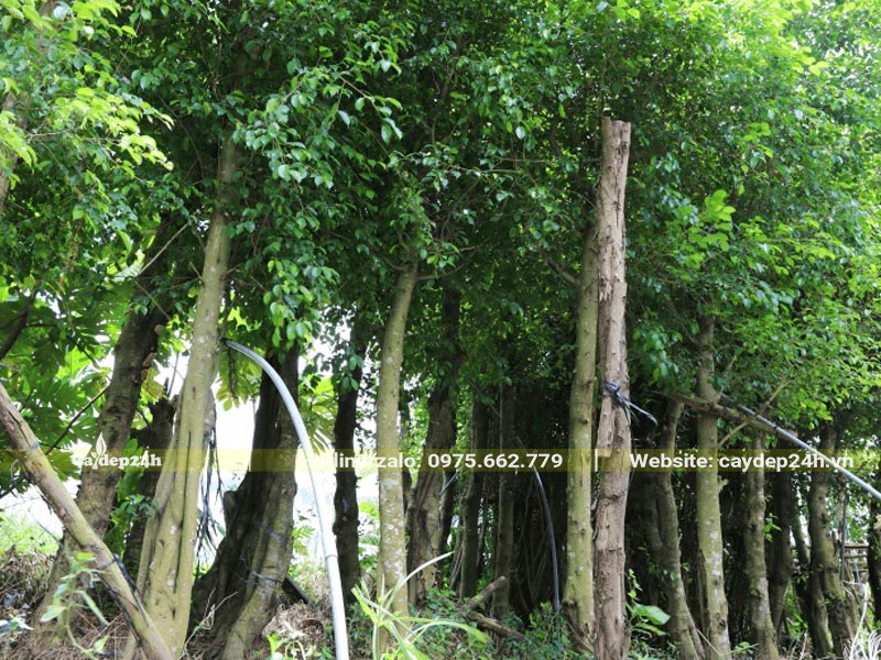 Vườn dâm ủ số lượng lớn cây Sanh đường kính thân từ 8 - 10cm đo cách gốc 1m