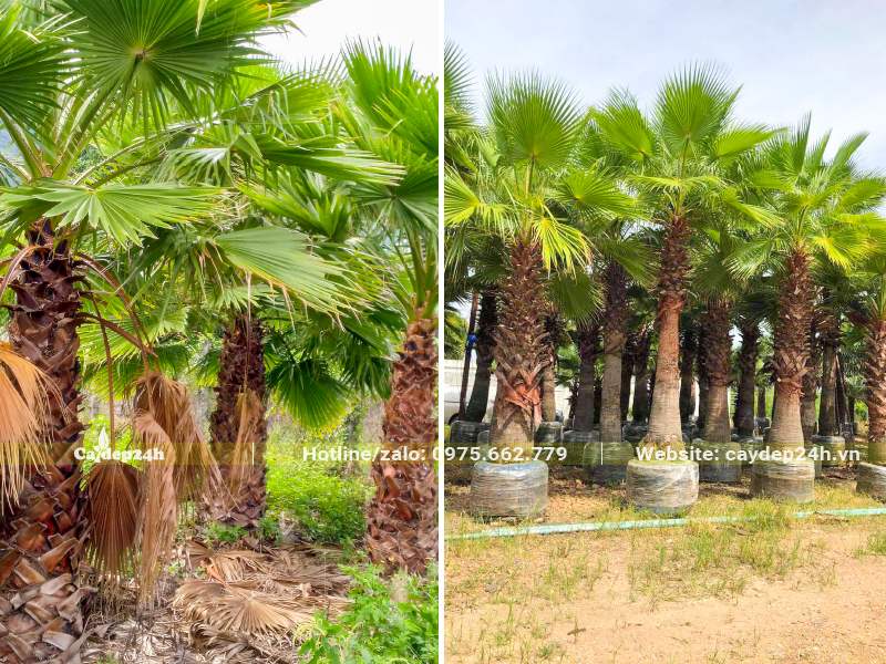 Khu vực nuôi trồng và dâm ủ cây Cọ Mỹ công trình nhiều năm tuổi