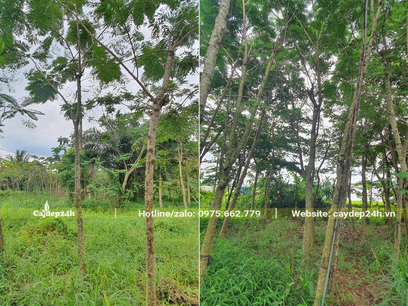 Vườn Phượng Vàng công trình cao 4 - 5m, đường kính gốc 5 - 7cm