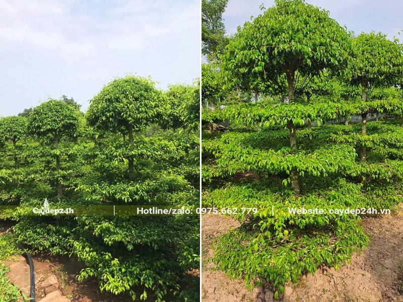 Vườn cây Sang cảnh chiều cao từ 1,5 - 2m, tán hình tháp tròn