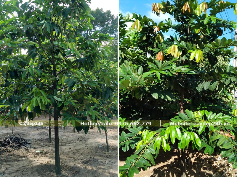 Vườn cây Sộp trưởng thành đường kính gốc khoảng 5 - 8cm