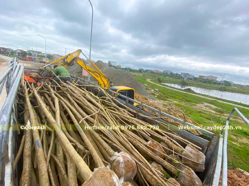 Hàng trăm cây ban trắng tây bắc vanh 30 xếp trên thùng xe tải lớn