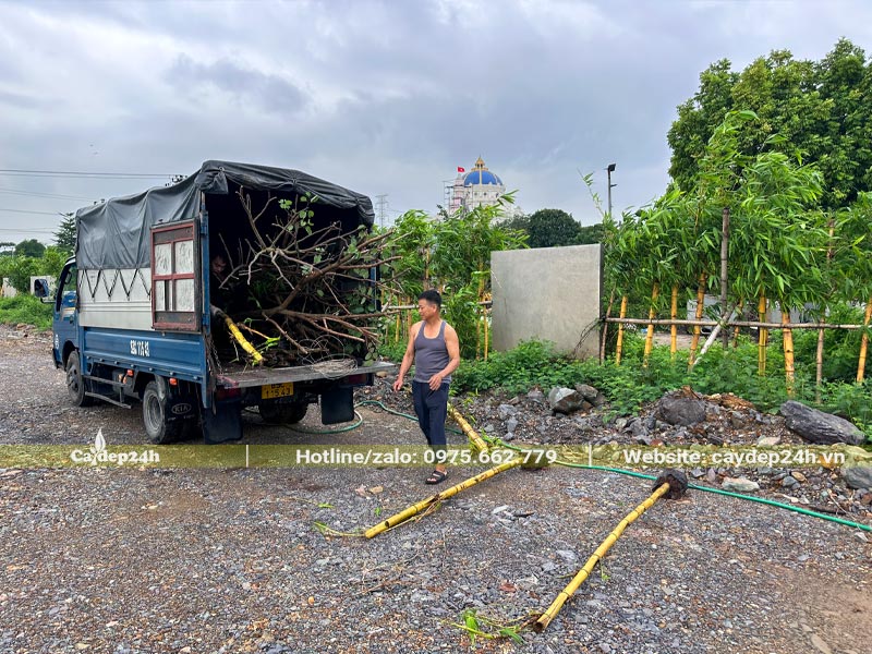 Công nhân đang chọn và vận chuyển cây Tre Vàng lên xe