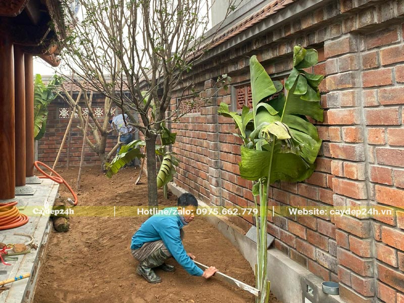 San phẳng nền đất trồng cỏ cho sân vườn nhà thờ họ