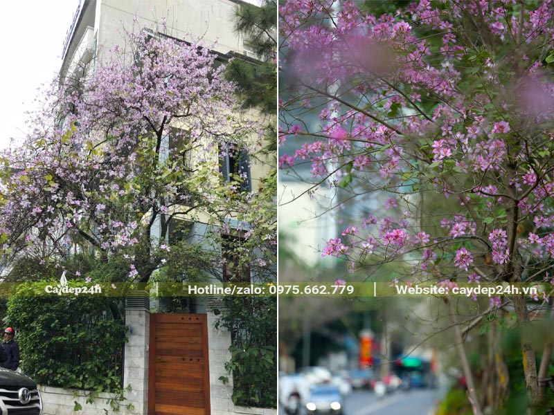 Trồng cây hoa Ban Tây Bắc ở cổng nhà biệt thự