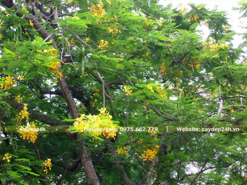 Tán lá xanh tươi mới làm nền cho những chùm hoa vàng rực của cây Phượng