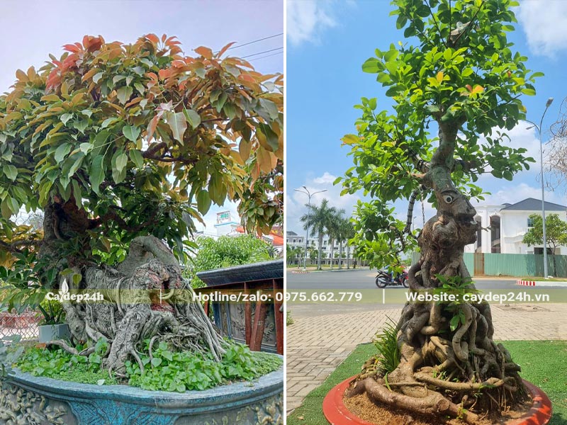 Những chậu cây Sộp bonsai dáng đẹp
