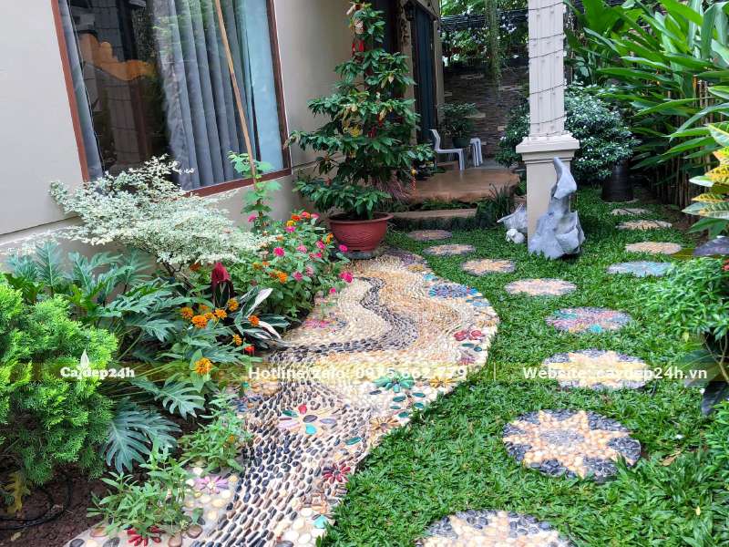 Trồng cỏ lá Tre ở sân sau biệt thự cao cấp