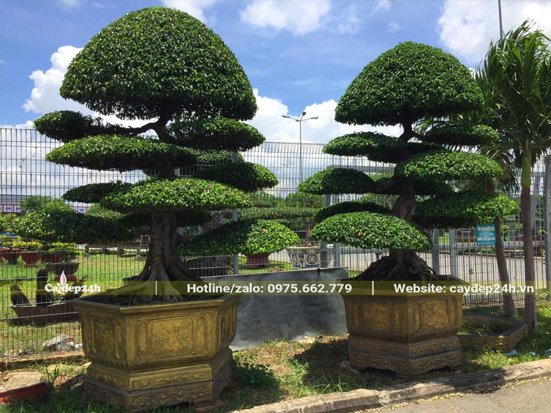 Hai chậu cây Sanh bonsai dáng long chiều cao gần 3m tính cả chậu