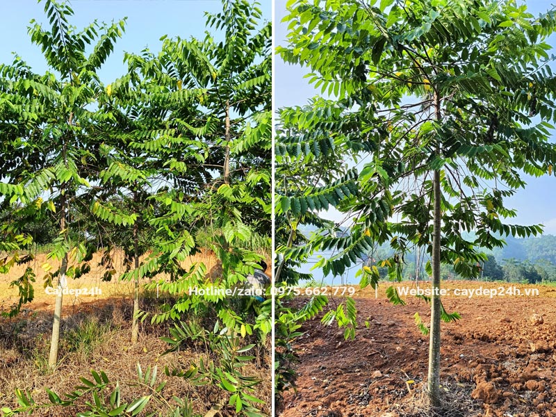 Hàng cây Hoàng Lan Công Chúa cao 3 - 4m, đk gốc từ 5 - 8cm