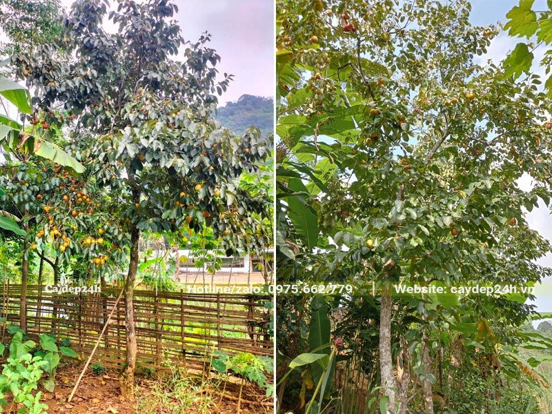 Cây Hồng tết lâu năm đường kính gốc 8 - 10cm