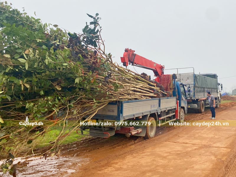 Những xe tải chờ cây Muồng Hoàng Yến đến dải ở từng hố trồng đã đào