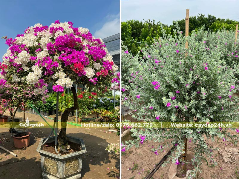 Cây hoa Giấy hai màu và cây Tuyết Sơn Phi Hồng trồng sân vườn