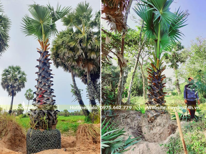 Vườn trái cây thốt nốt trưởng thành, thân cao từ 1 - 2m