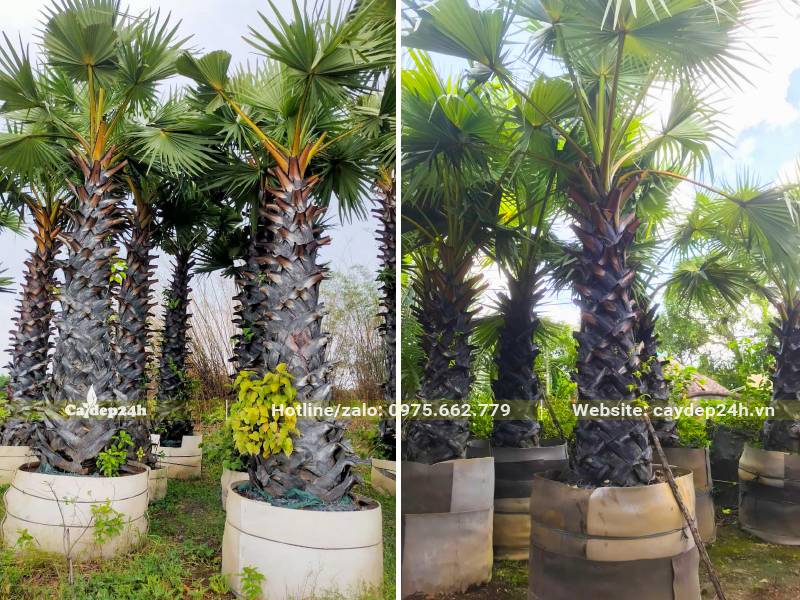 Vườn dưỡng số lượng lớn cây Thốt Nốt trong bầu nổi