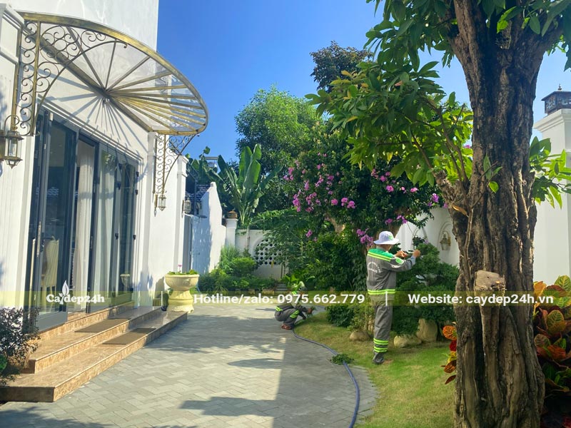 Công nhân đang tỉa cành lá và chăm sóc cho cây cảnh trong sân vườn biệt thự của khách hàng
