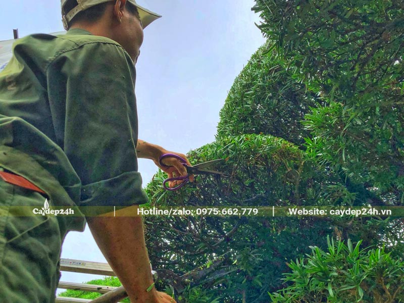 Tỉa ngọn tạo tán tròn đẹp cho cây Tùng La Hán bonsai