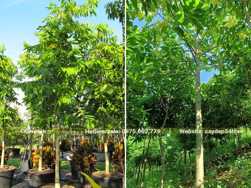 Hoàng Lan Công Chúa trưởng thành, cây trồng trong bầu và cây trồng tại vườn