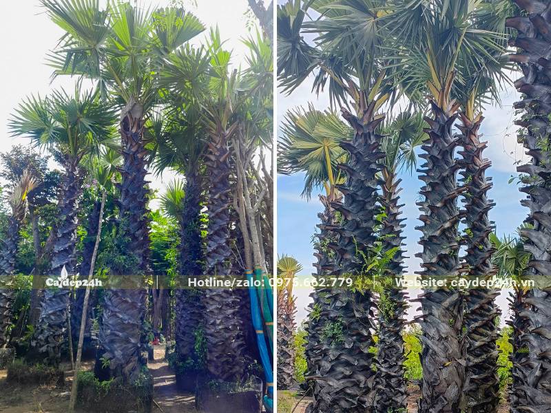 Những cây Thốt Nốt công trình lóng thân cao hơn 3m, đã dâm ủ nhiều năm