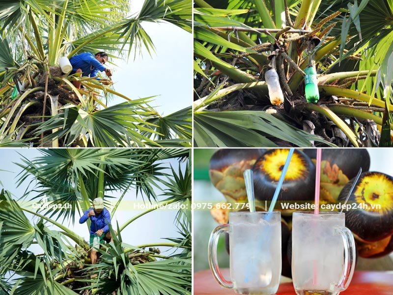 Người nông dân đang trèo lên ngọn cây để lấy nước từ hoa của cây Thốt Nốt