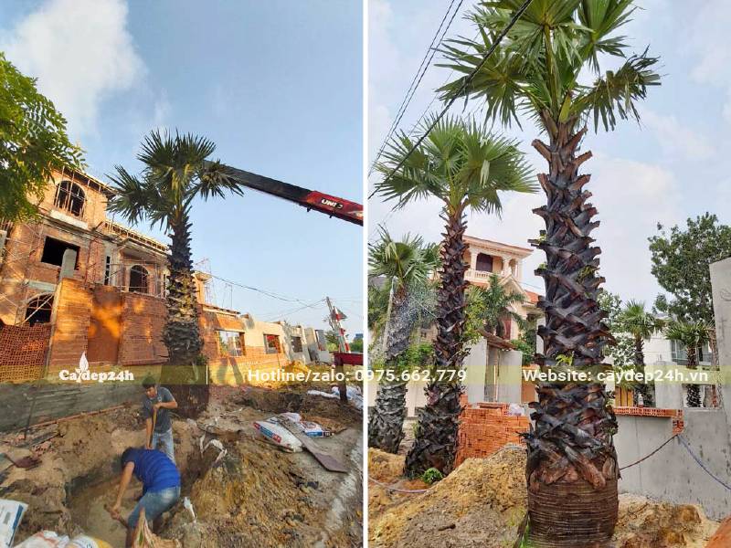 Dùng cần cẩu đưa cây Thốt Nốt vào hố trồng đã đào và bón lót
