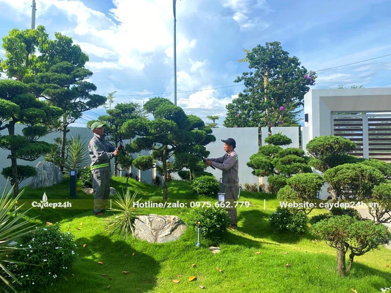 Công nhân đang cắt tỉa cây xanh bonsai trong sân vườn biệt thự