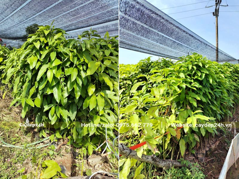 Cây giống Hoàng Lan chiều cao 80 - 100cm
