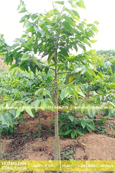 Cây hoa Lan Tây cao 2m, đường kính gốc khoảng 3cm