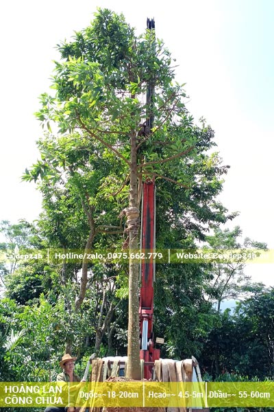 Dùng cần cẩu nâng cây Hoàng Lan Công Chúa đường kính gốc 18 - 20cm lên thùng xe