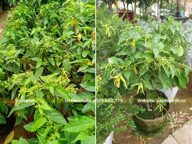 Cây hoa Hoàng Lan Lùn