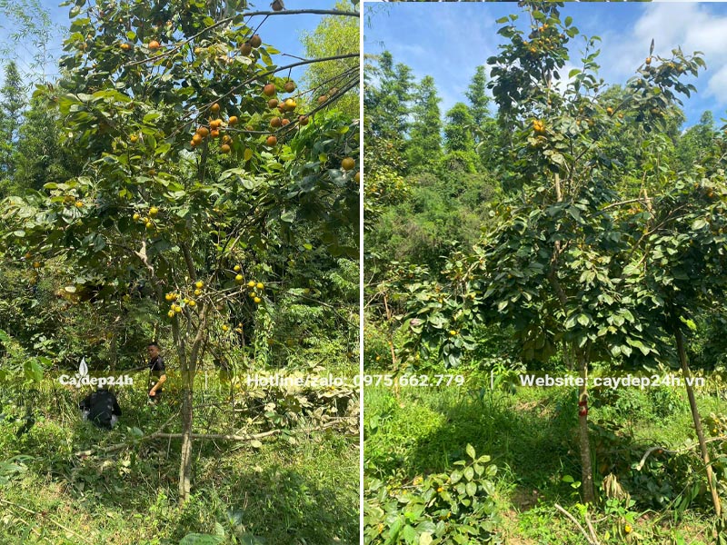 Vườn Hồng Tết trồng lâu năm, cây có chiều cao từ 4 - 4.5m