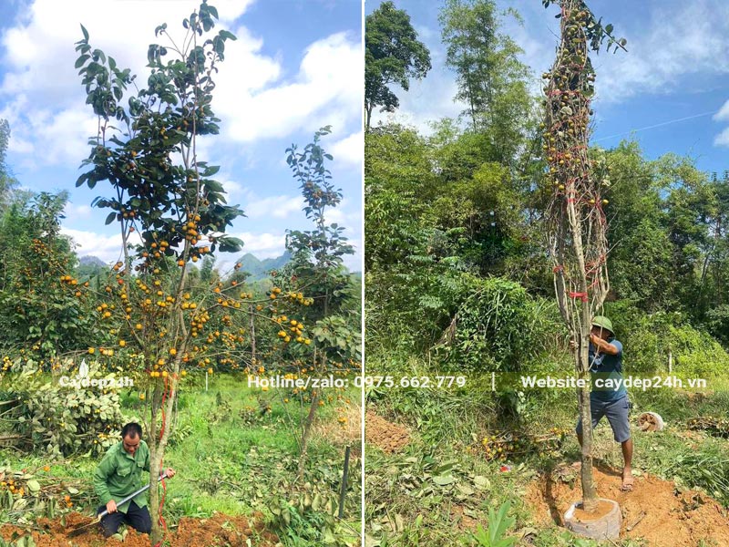 Bứng nóng cây Hồng Tết đường kính gốc 8 - 10cm