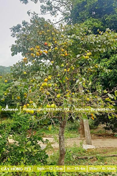 Cây Hồng ăn quả dùng để chơi Tết, đường kính gốc từ 12 - 15cm