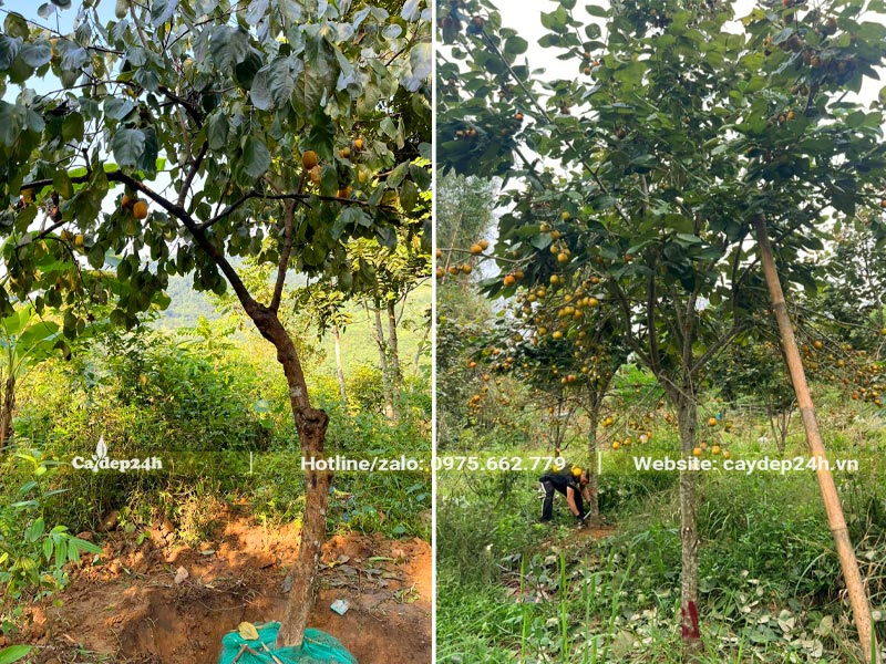 Bứng và bọc bầu cây Hồng Tết đường kính gốc gần 10cm